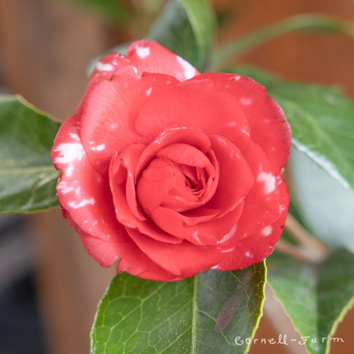 Camellia j. Daikagura 5gal – Cornell Farm