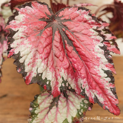 Begonia Rex 4in Royal Red Flash
