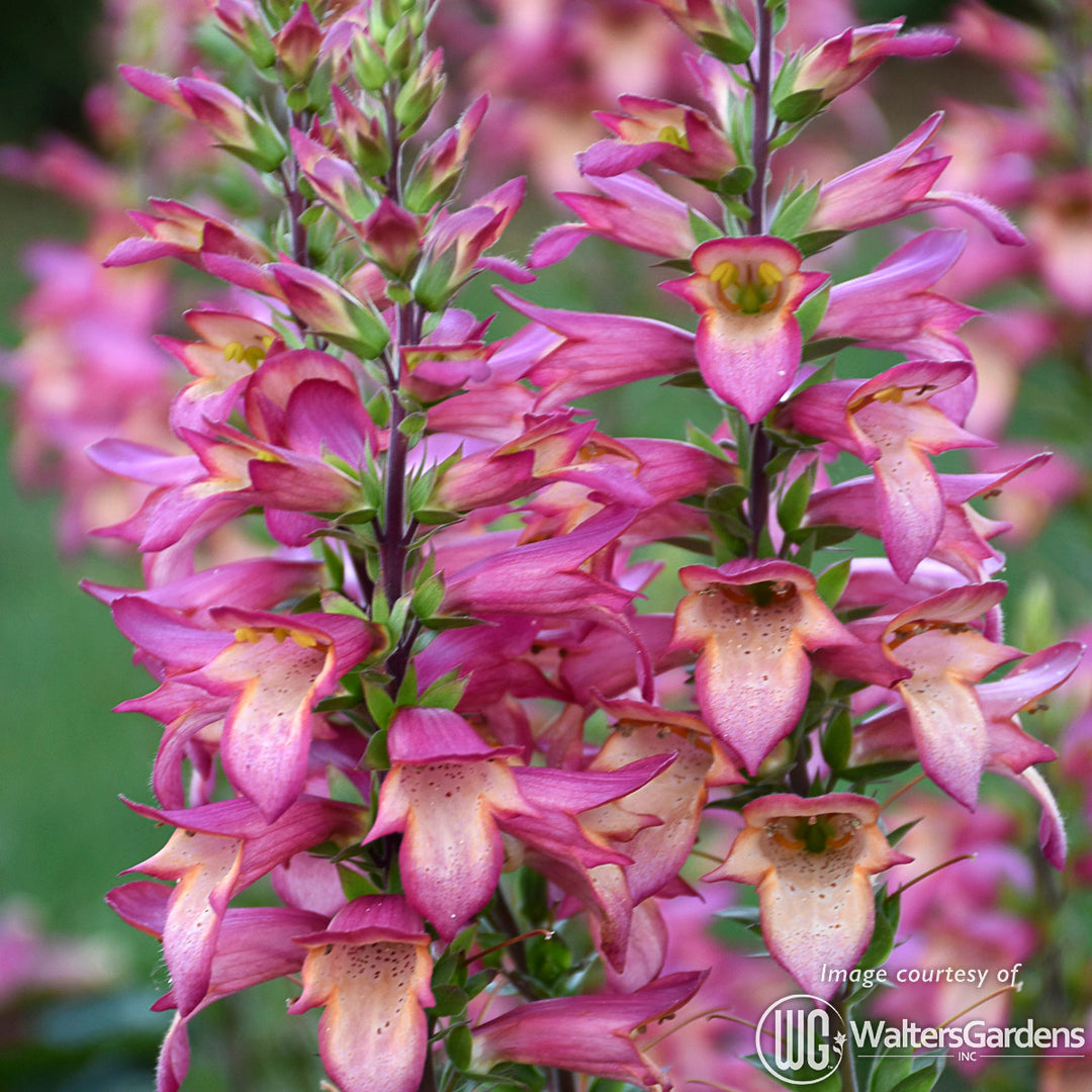 クルミラ　フェニックス CLEMIRA Phoenix（フェニックス） – CLEMIRA shop official