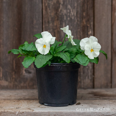 Pansy Cool Wave White Qrt.