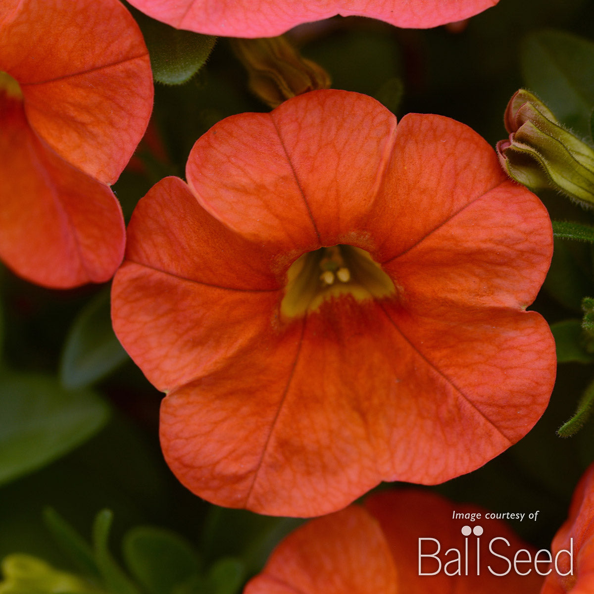 Calibrachoa Orange Cabaret 4.25in CF