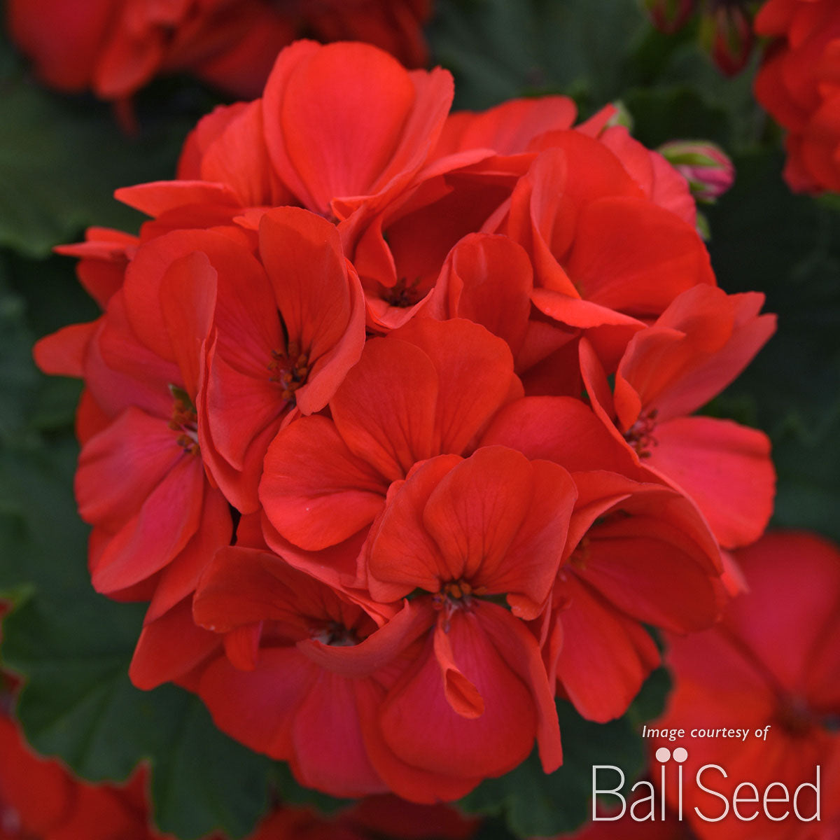 Geranium Zonal Fuchsia Berry Fantasia Qrt. CF