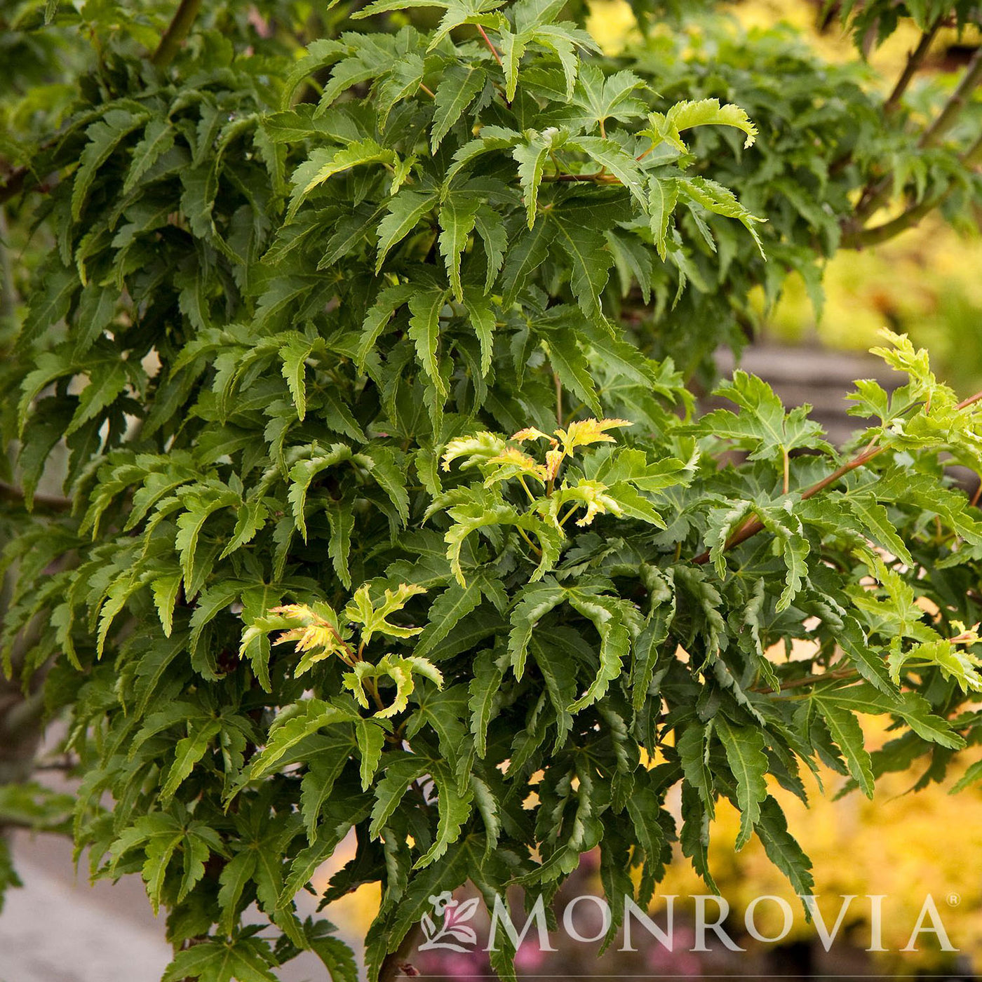 Acer p. Shishigashira 5gal Lion's Head Japanese Maple
