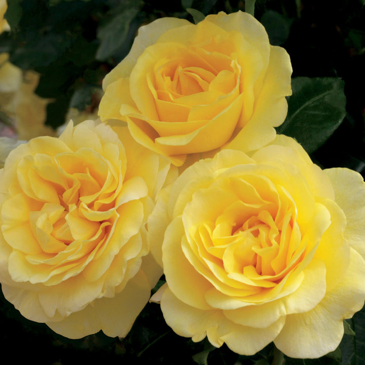 Rose Happy Go Lucky 5gal Grandiflora – Cornell Farm