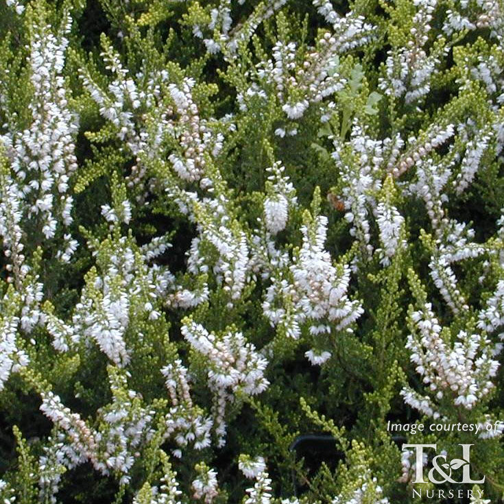 Calluna vulgaris Spring Cream 4in