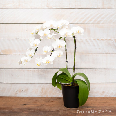 Phalaenopsis 6in 2 Stem White Waterfall Moth Orchid (M180)