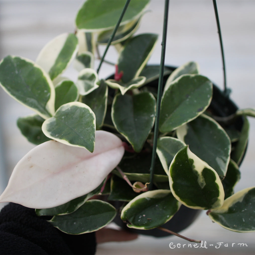 Hoya carnosa 6in Krimson Queen – Cornell Farm