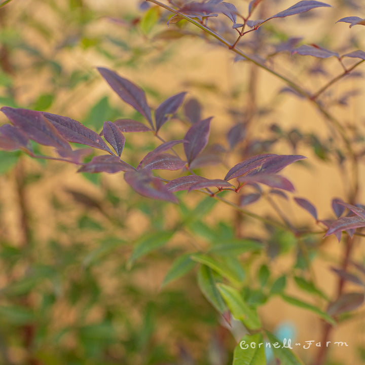 60408093beb4d5eae820e813de2cd5