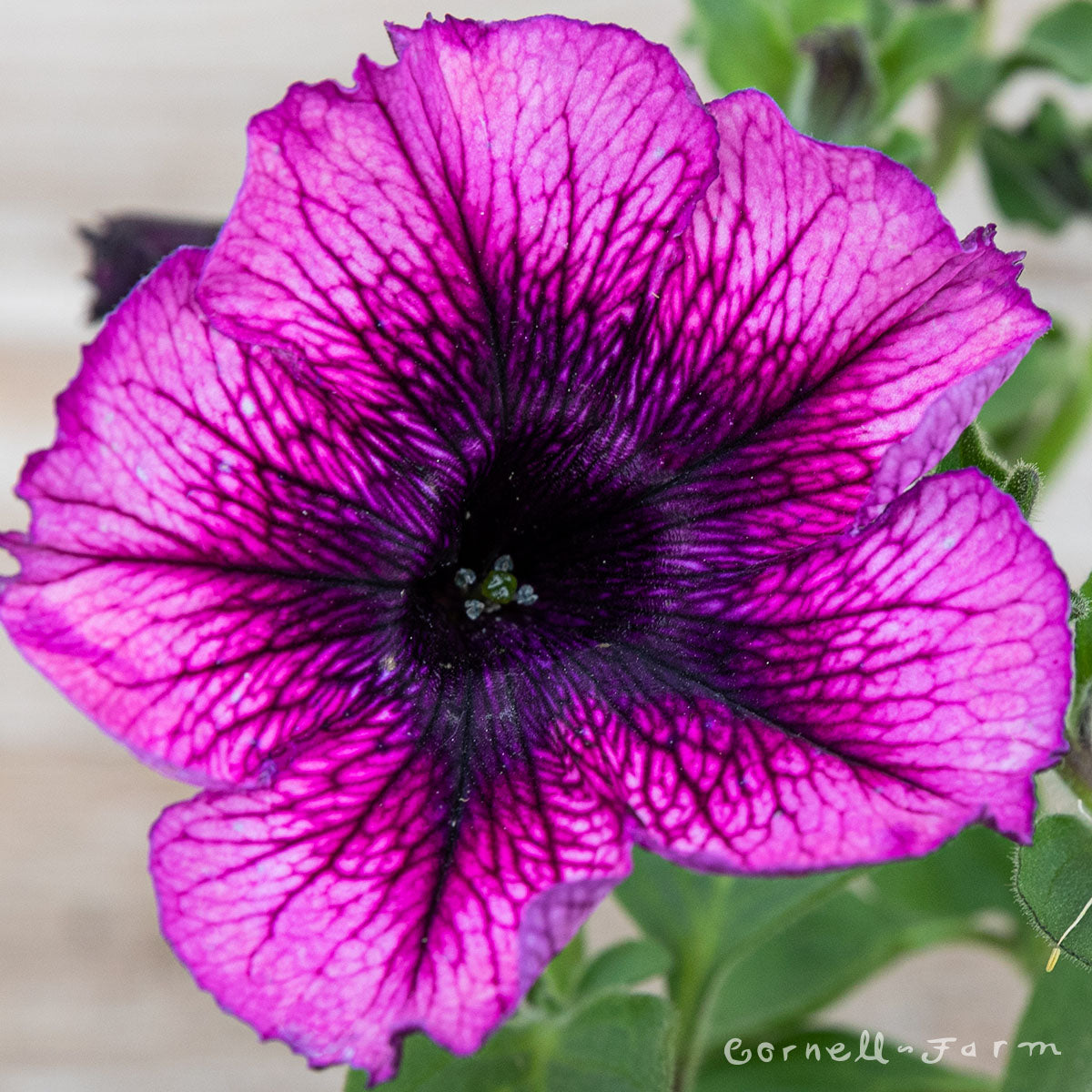 Petunia Main Stage Blueberry 4.25in CF