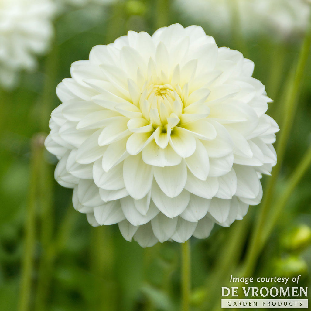 60805144964c35c0270a3d7924f52e