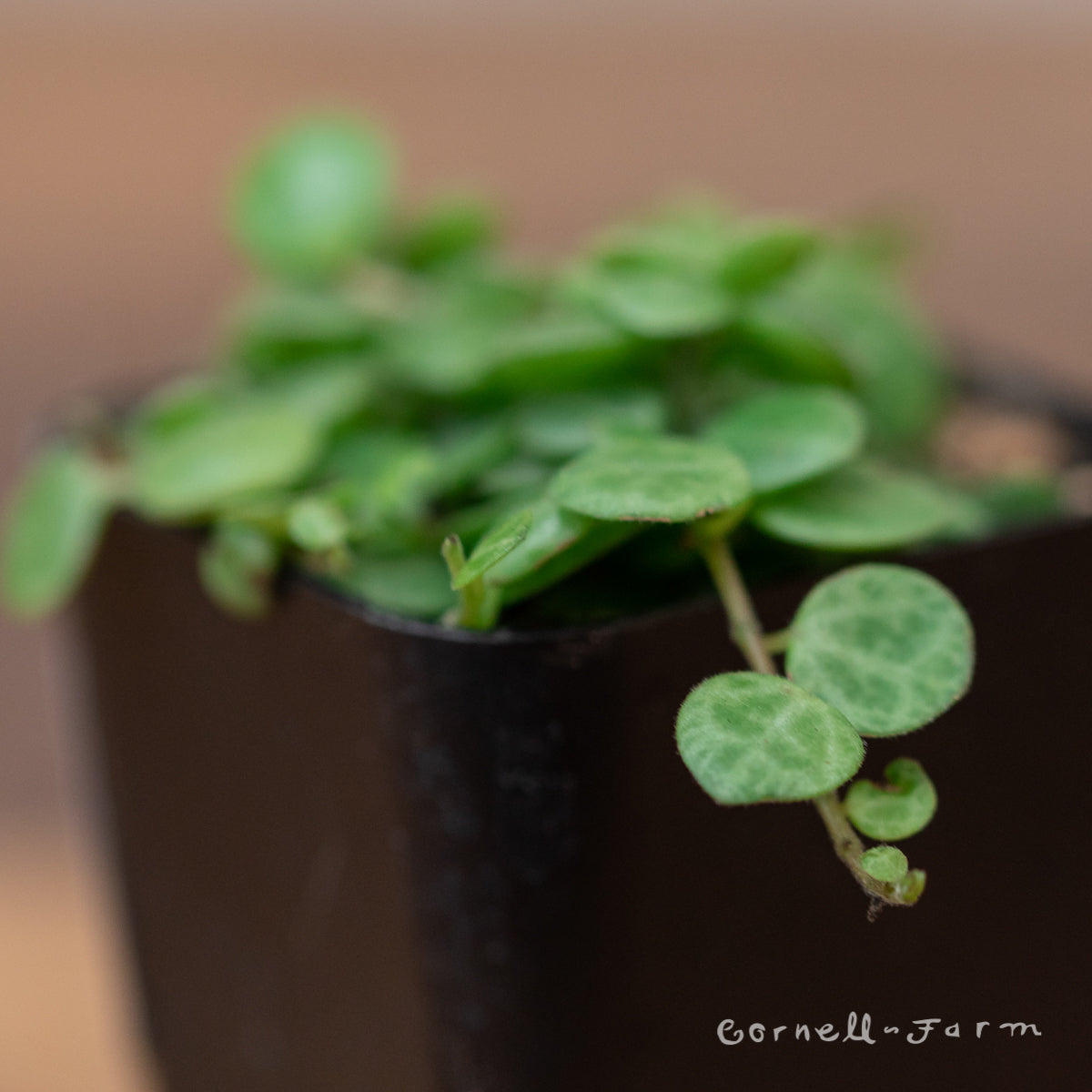 String of Turtles (Peperomia Prostrata) 2in
