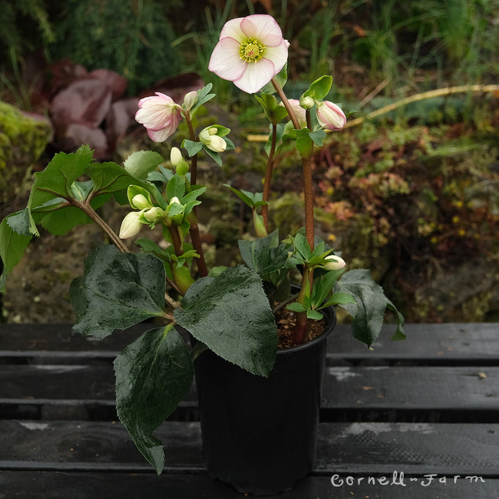 フラワー・リース pico Helleborus Ice N' Roses Picotee HGC 1gal – Cornell Farm