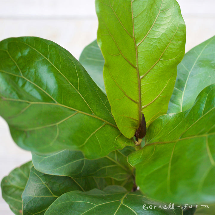 fiddle leaf fig portland Fiddle Leaf Fig (Ficus Lyrata) – Cornell Farm