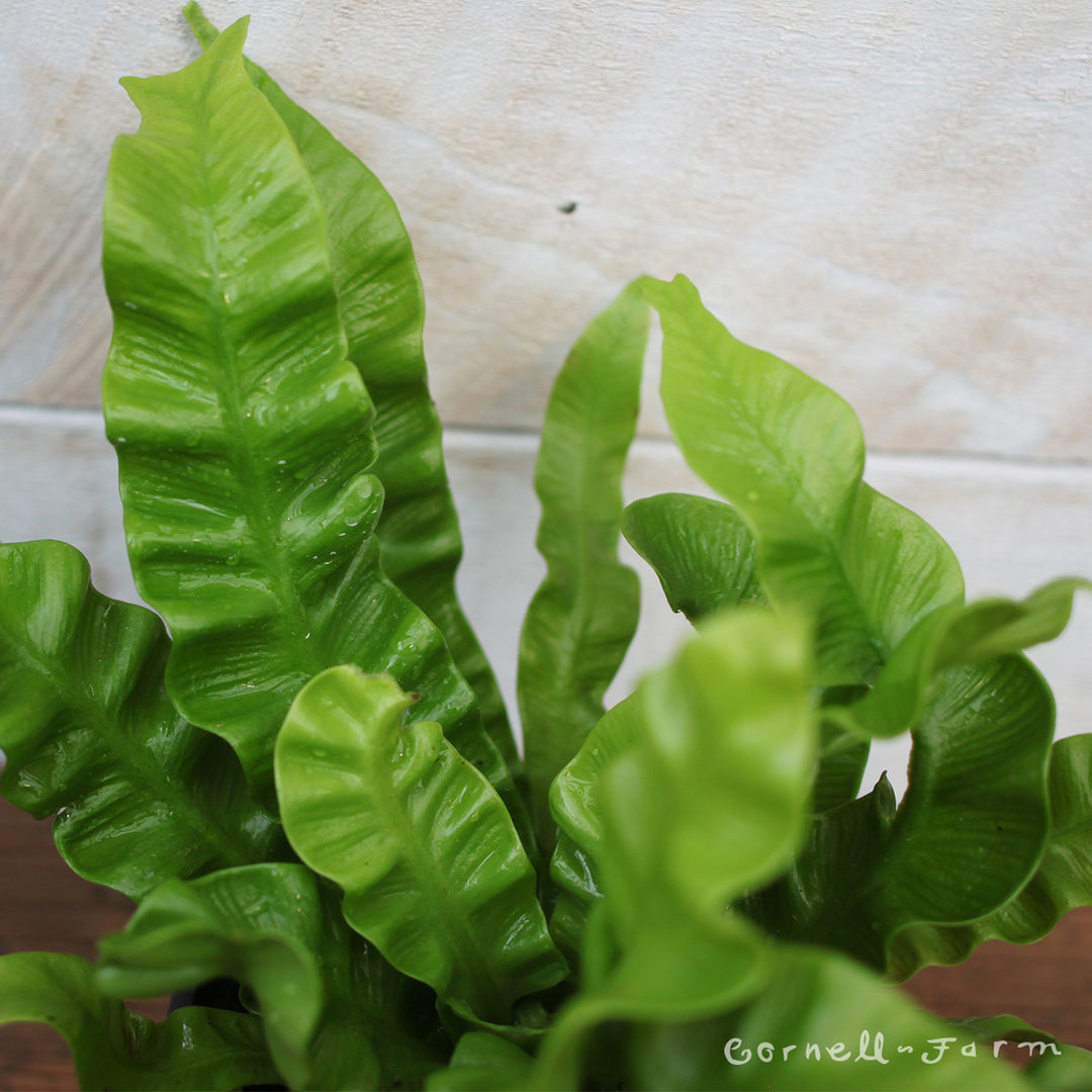 bird's nest fern crispy wave Asplenium nidus 4in Crispy Wave Birds Nest Fern – Cornell Farm