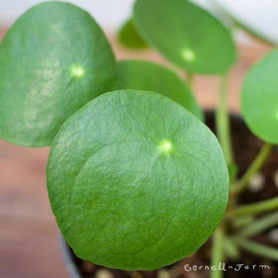 Pilea peperomioides 2in Chinese Money Plant