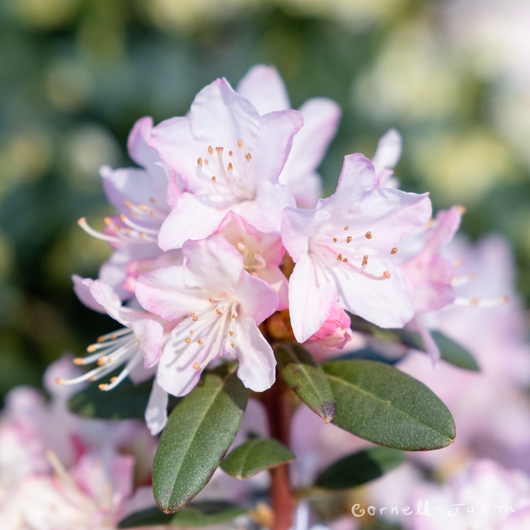 Rhododendron Ginny Gee 2gal