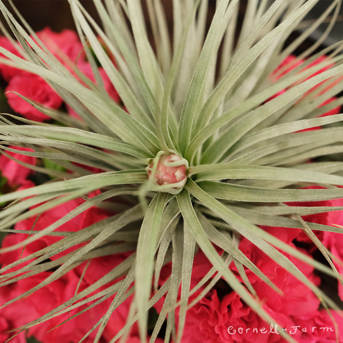 Tillandsia Houston 7-8in