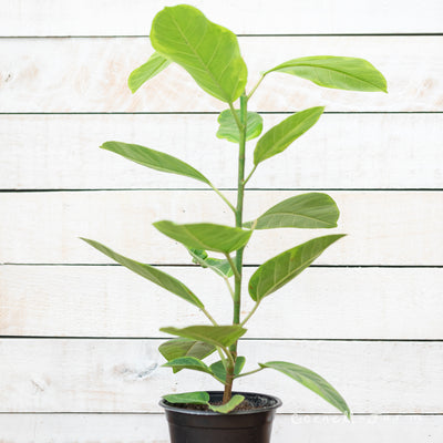 Ficus altissima 6in Council Tree