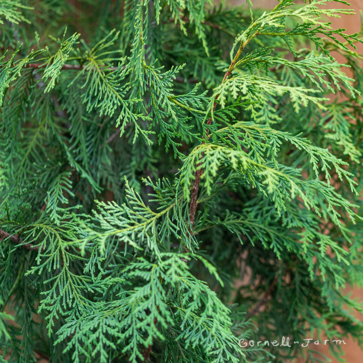 Chamaecyparis nootkatensis 3gal Alaskan Cedar