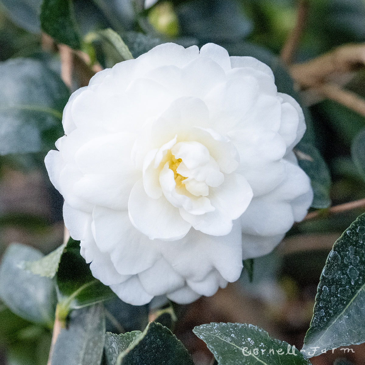 Camellia s. White Doves 2gal