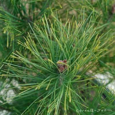 Pinus densiflora Umbraculifera 5gal