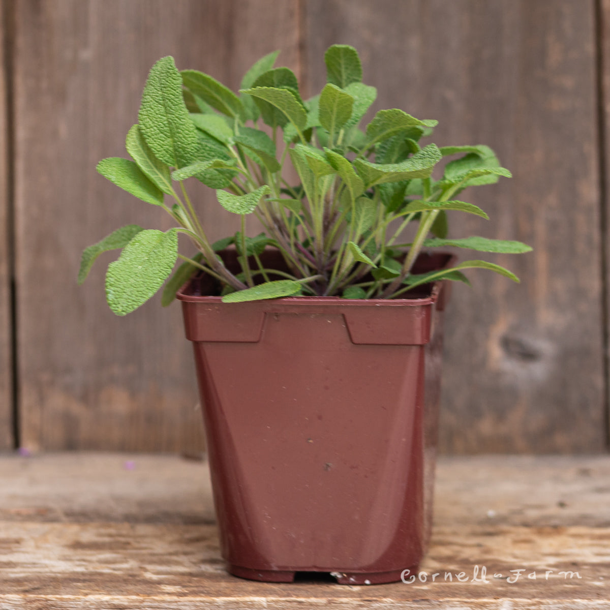 Sage Grower's Friend Qrt. Salvia