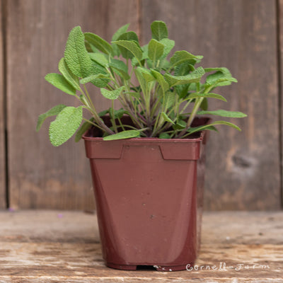 Sage Grower's Friend Qrt. Salvia