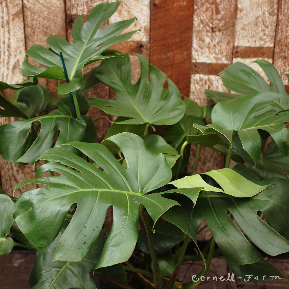 Monstera deliciosa 10in Swiss Cheese Plant – Cornell Farm