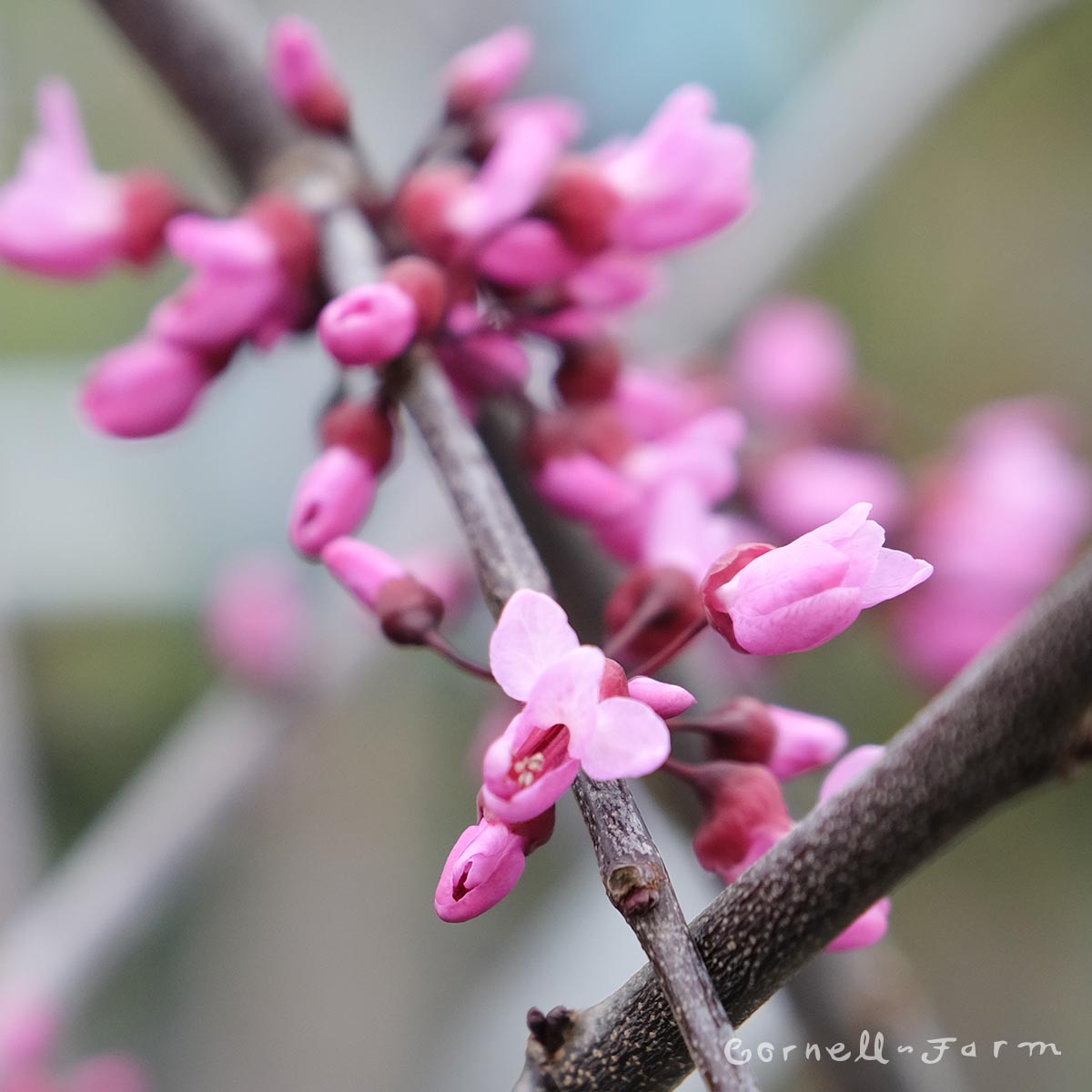 Cercis c. Merlot 5gal Redbud