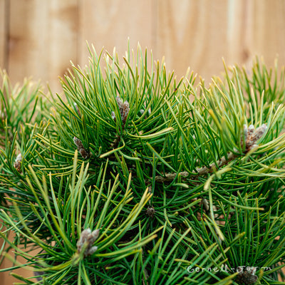 Pinus sylvestris Hillside Creeper 3gal Scots Pine
