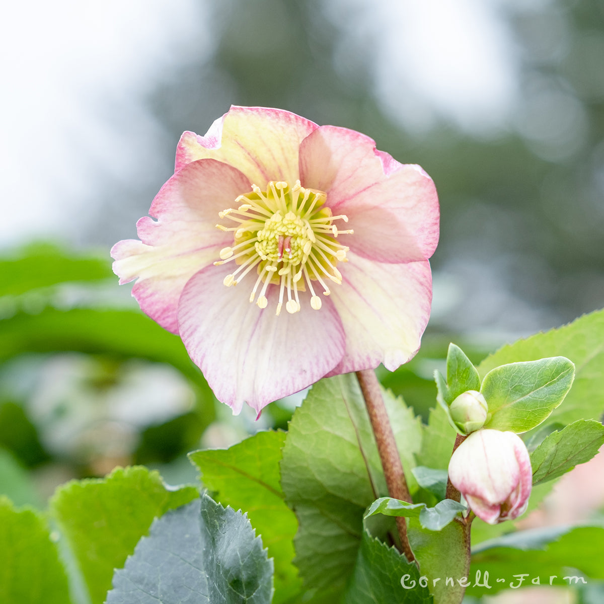 Helleborus Ice N' Roses Carlotta 1gal