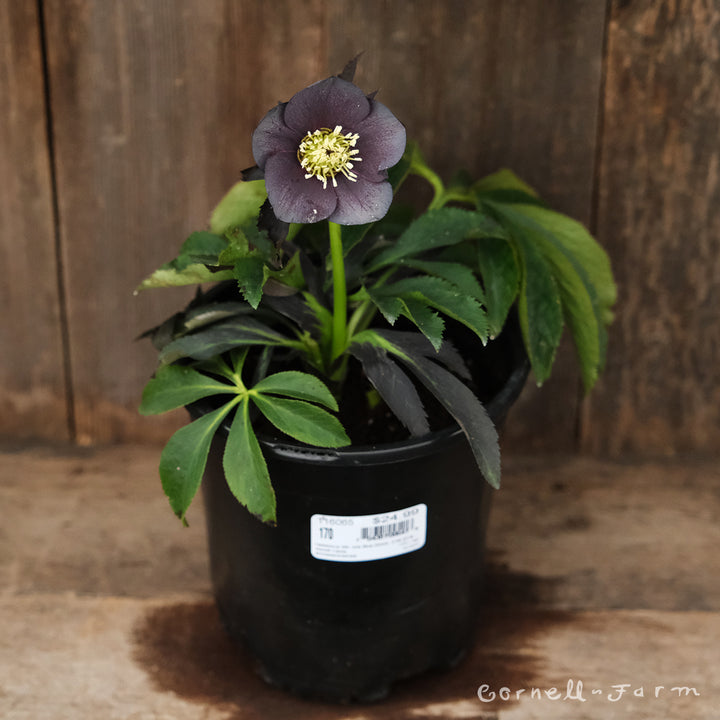 6411a2b1251f9903ba510485ad7831