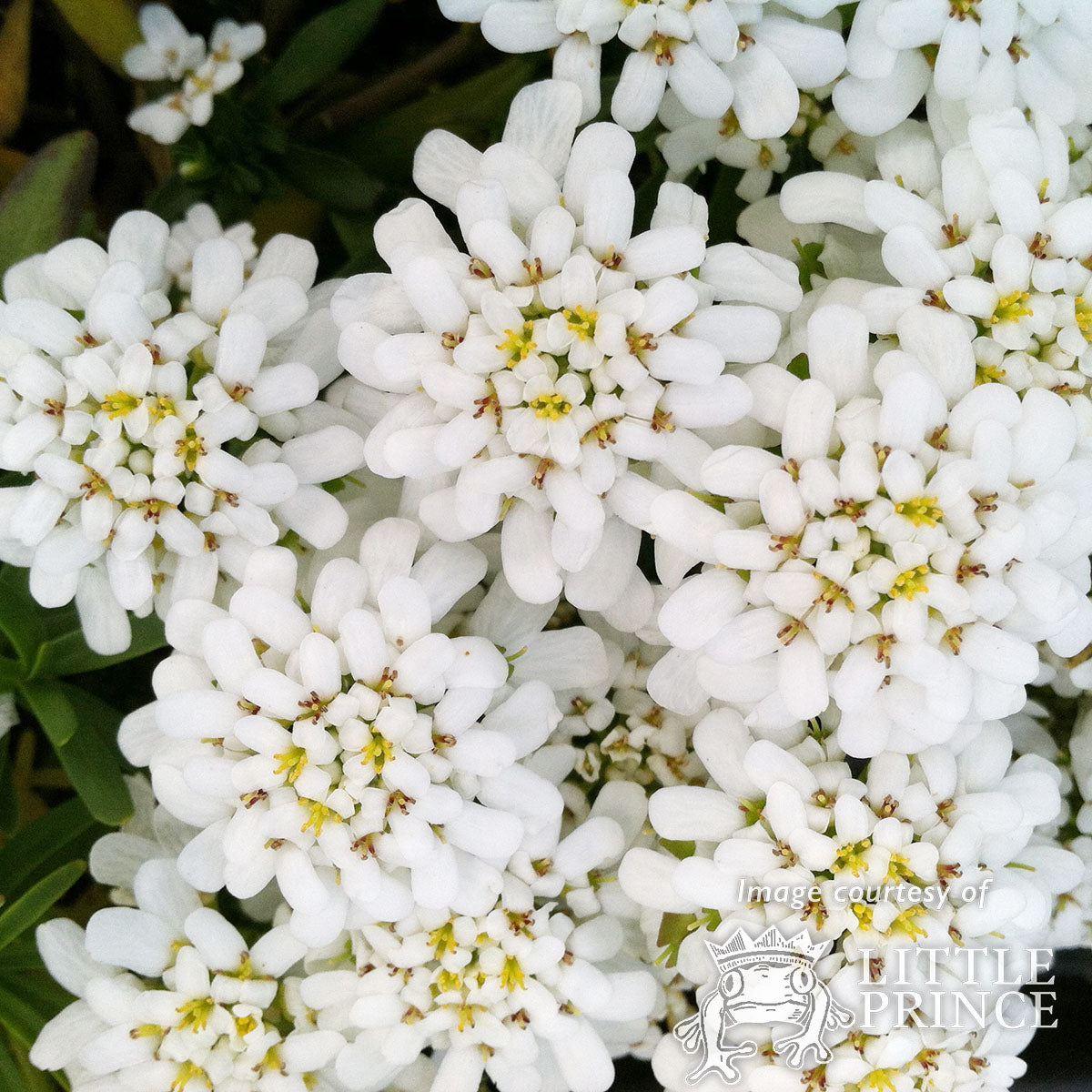 Iberis Snowflake 4in Candytuft