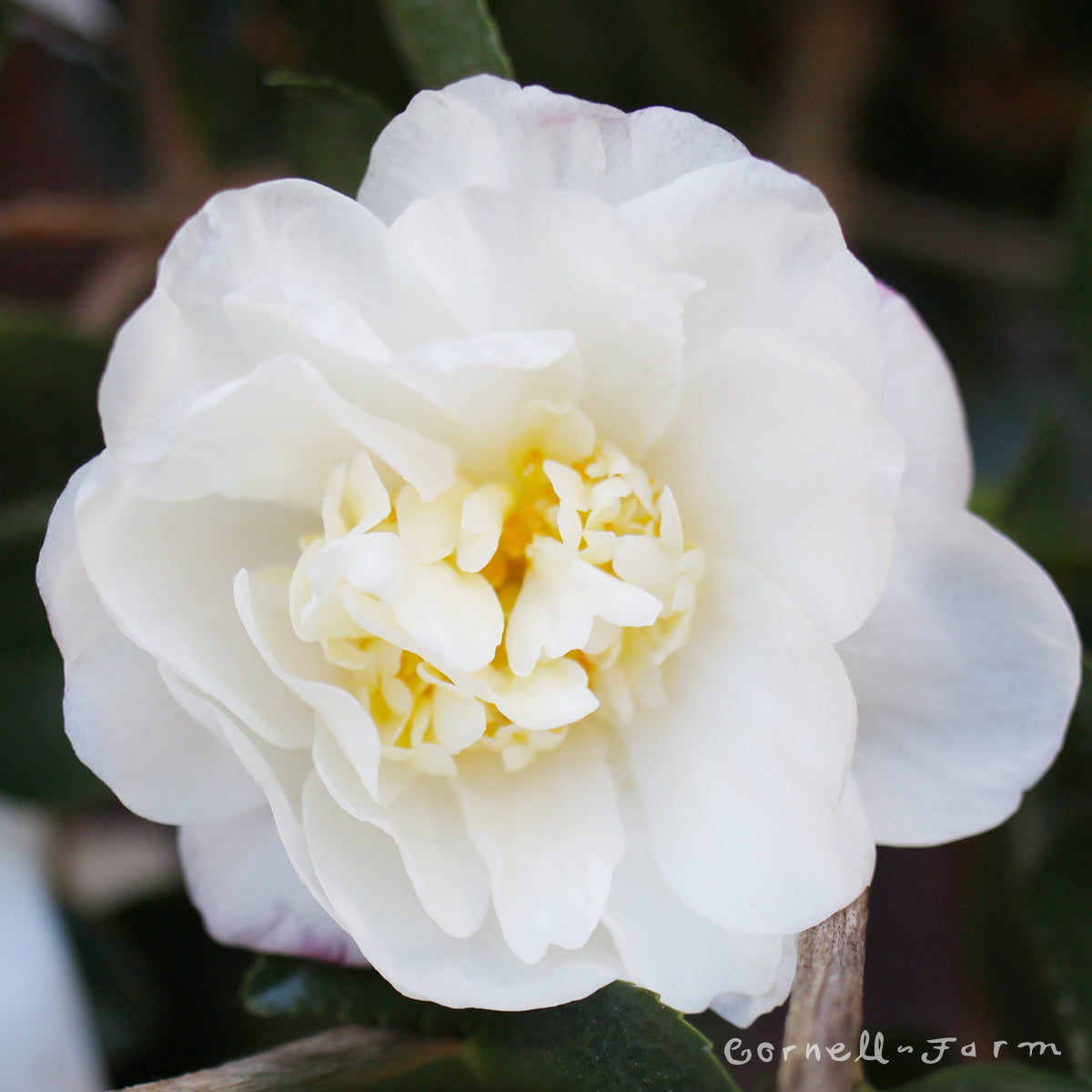 Camellia s. Winter's Snowman 10gal