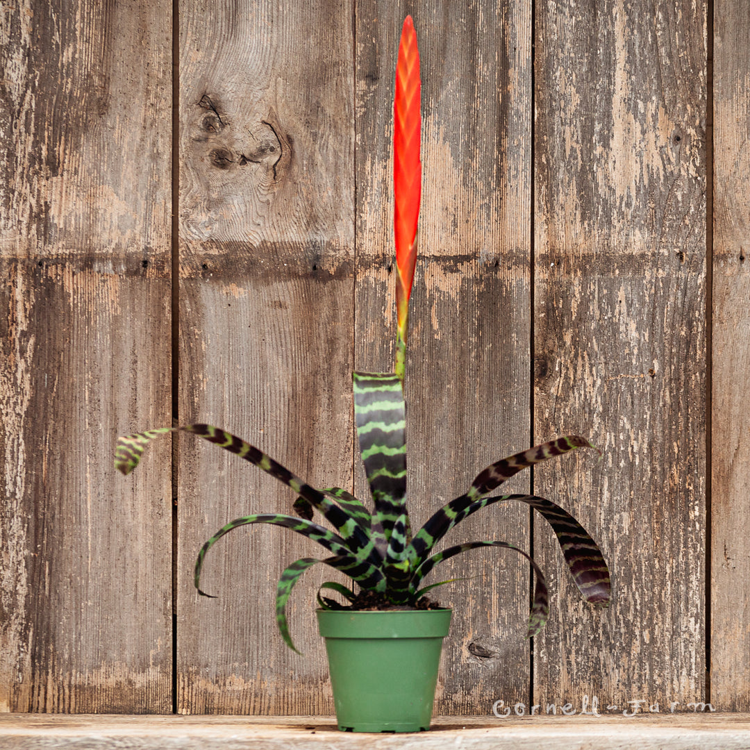 Vriesea splenreit 4in Flaming Sword Bromeliad