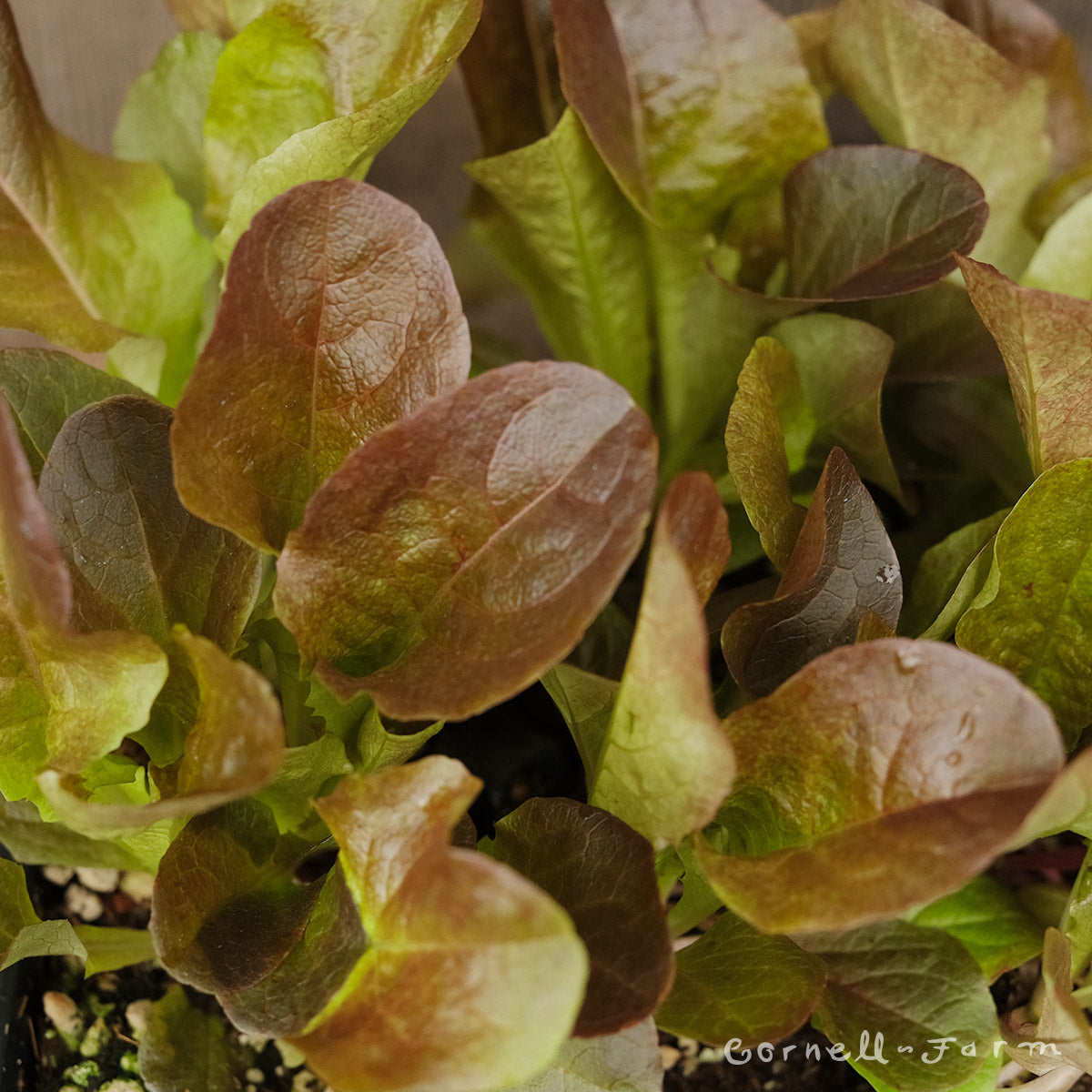 Lettuce Outredgeous Red Romaine Jumbo 6pk