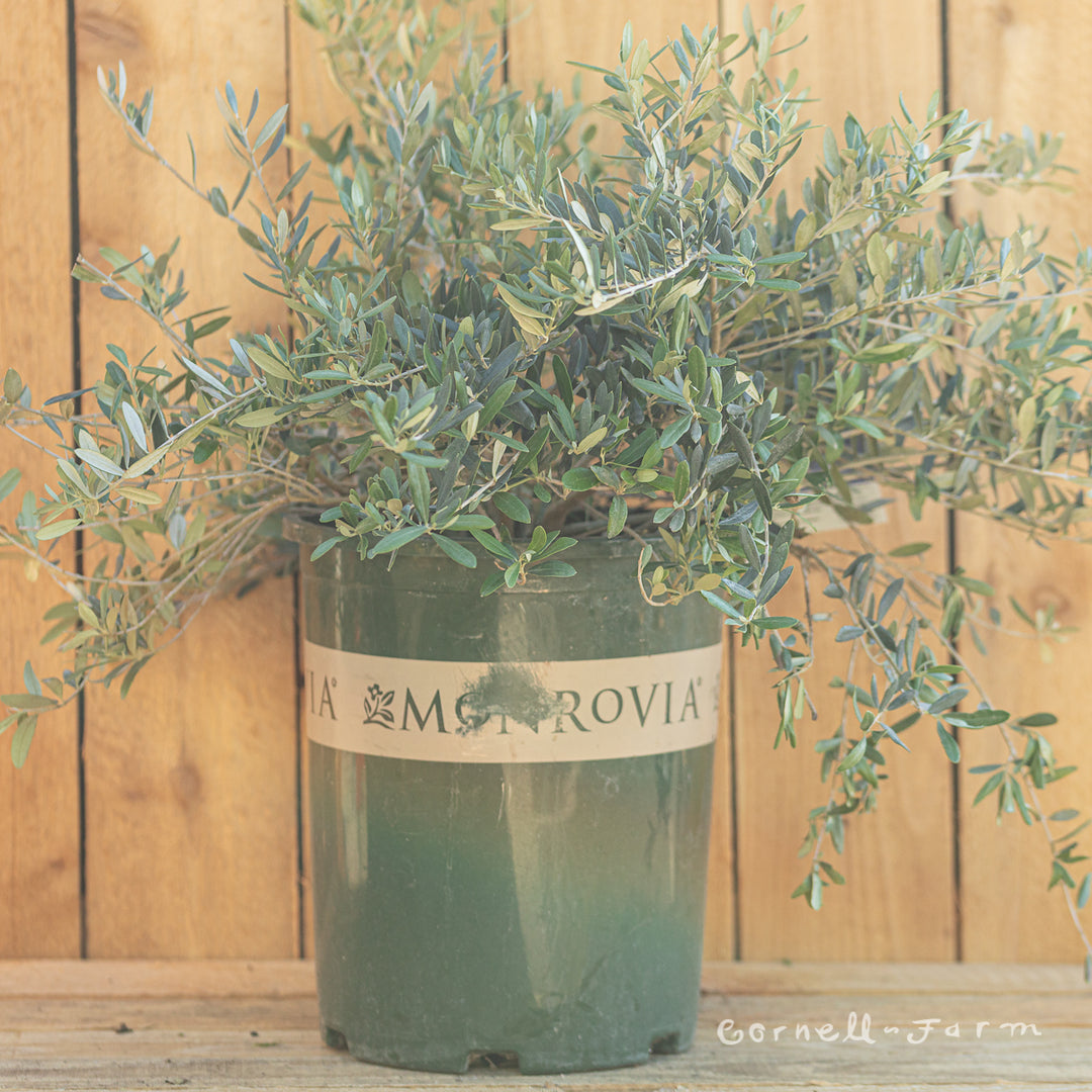 Olea Little Ollie 5gal Ornamental Olive – Cornell Farm