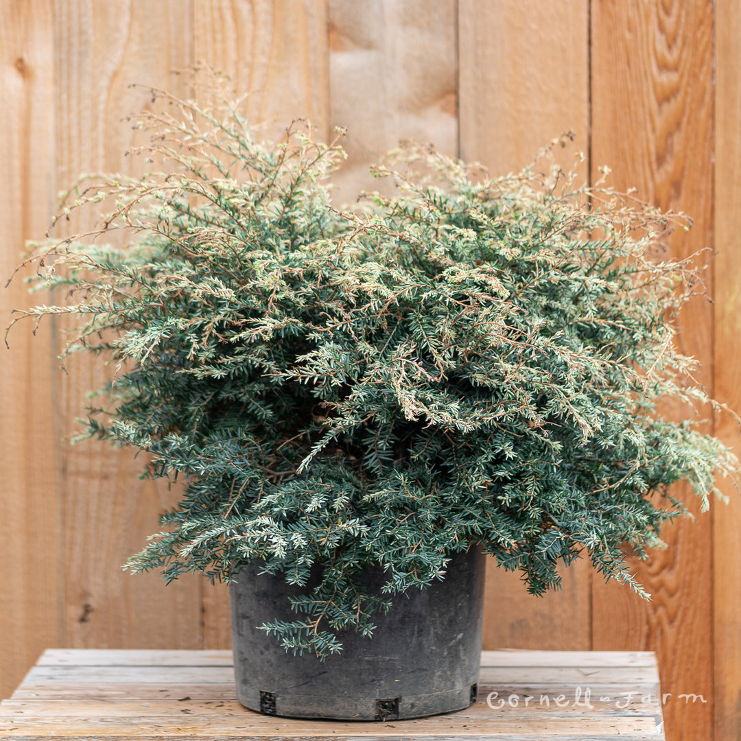 Tsuga c. Gentsch White 3gal Hemlock – Cornell Farm