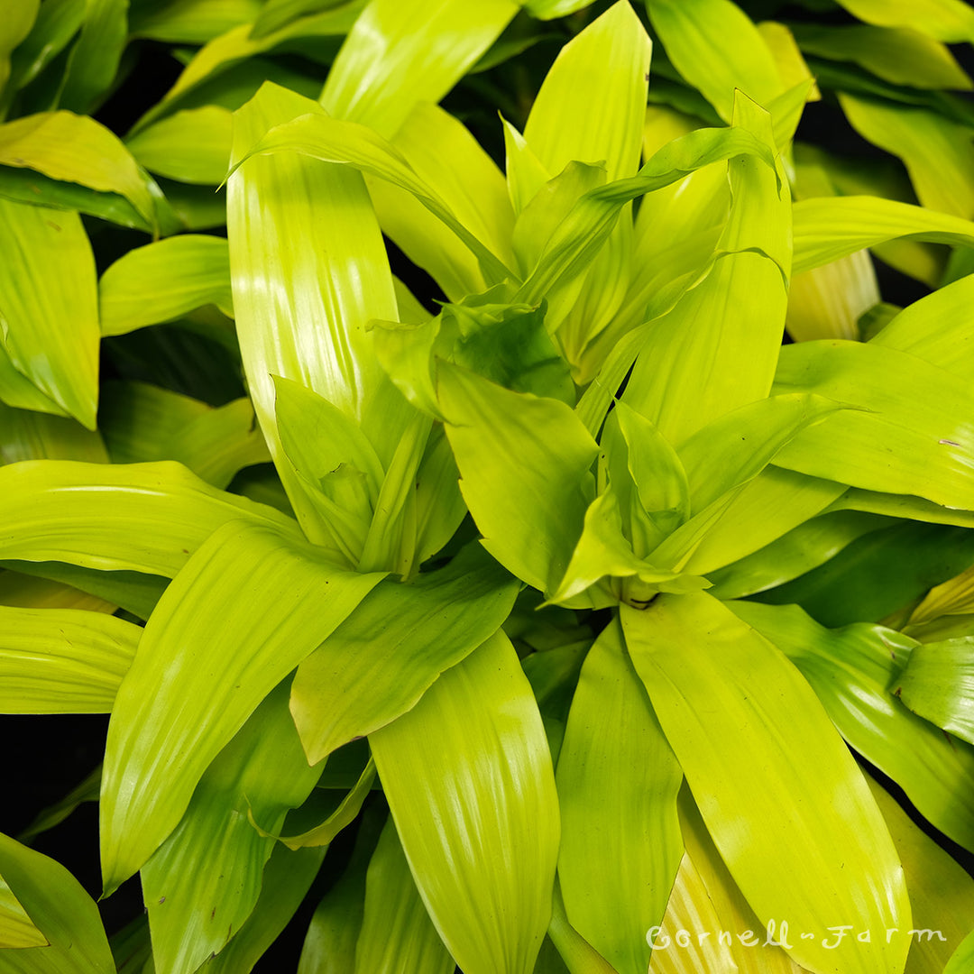 Dracaena fragrans 10in Limelight