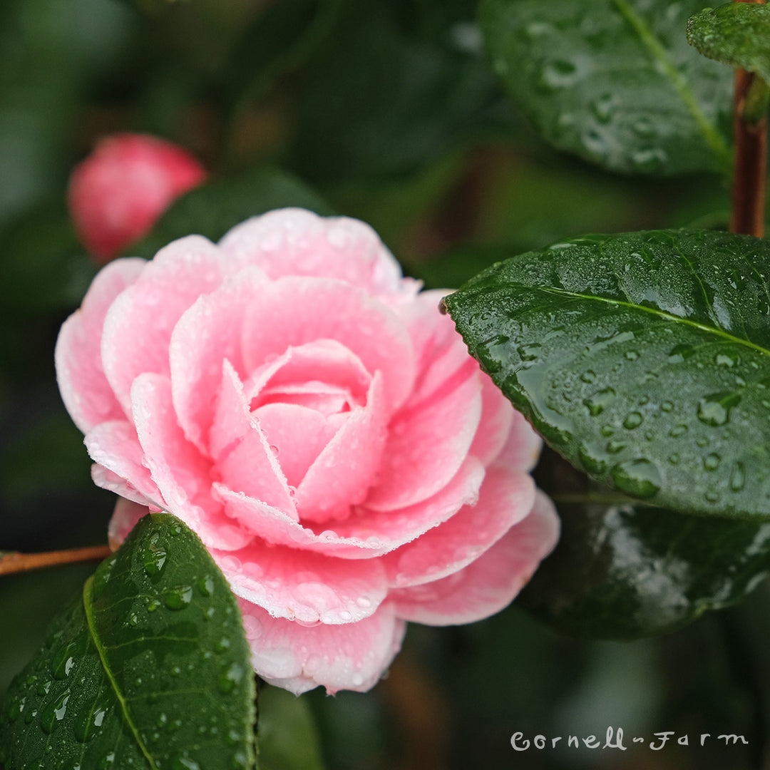 Camellia x j. April Dawn 10gal – Cornell Farm