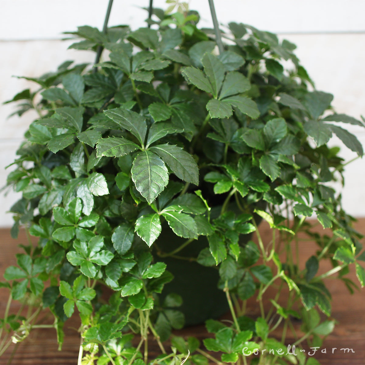 Parthenocissus stricta 6in Sugar Vine