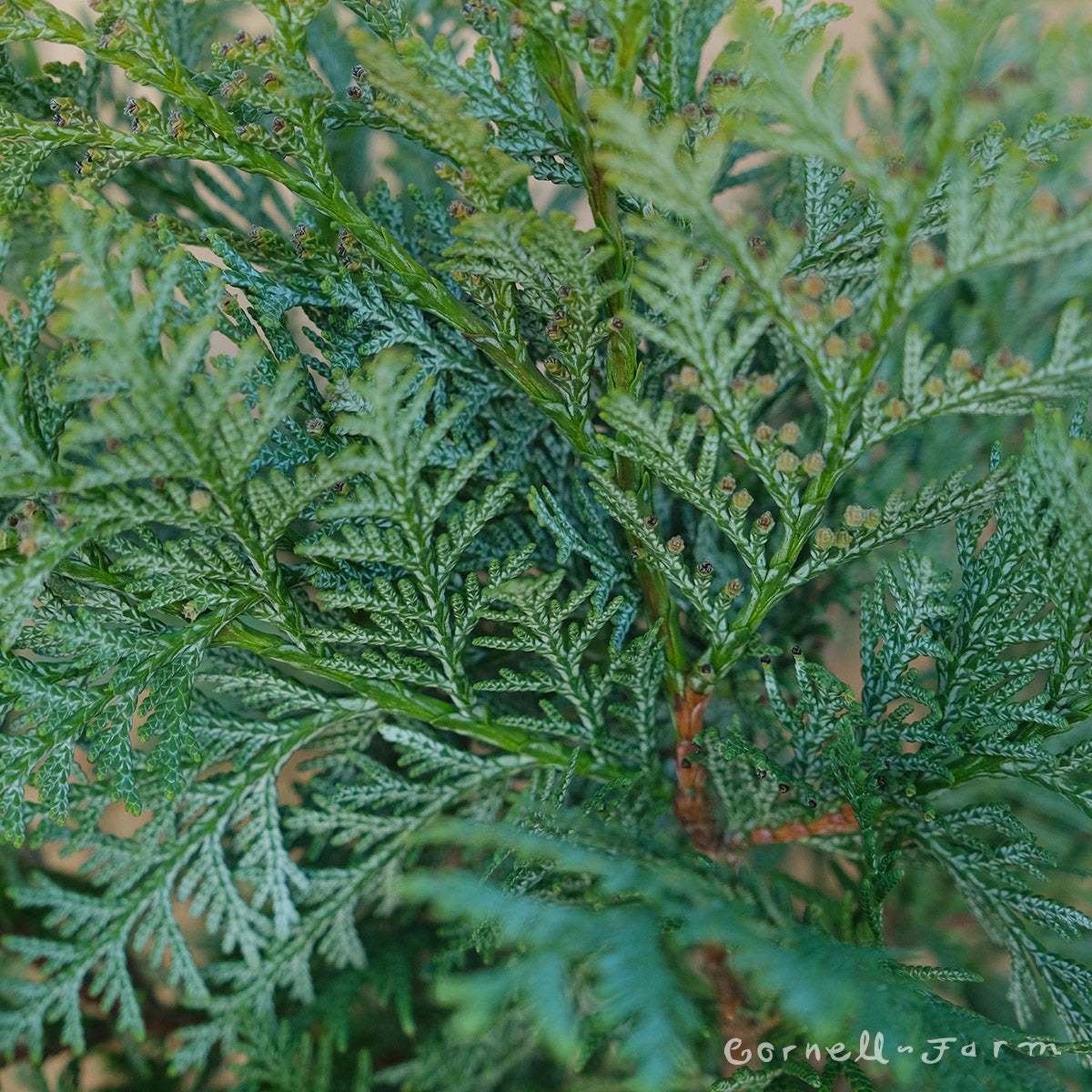 Thuja k. Glauca Prostrata 1gal