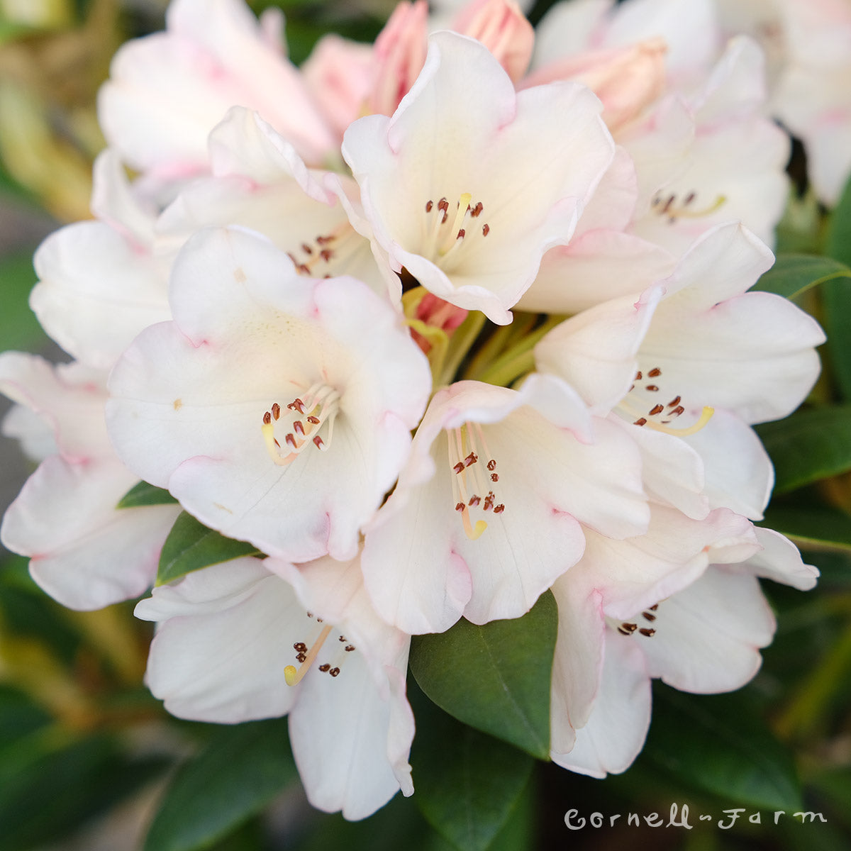 Rhododendron Crete 2gal
