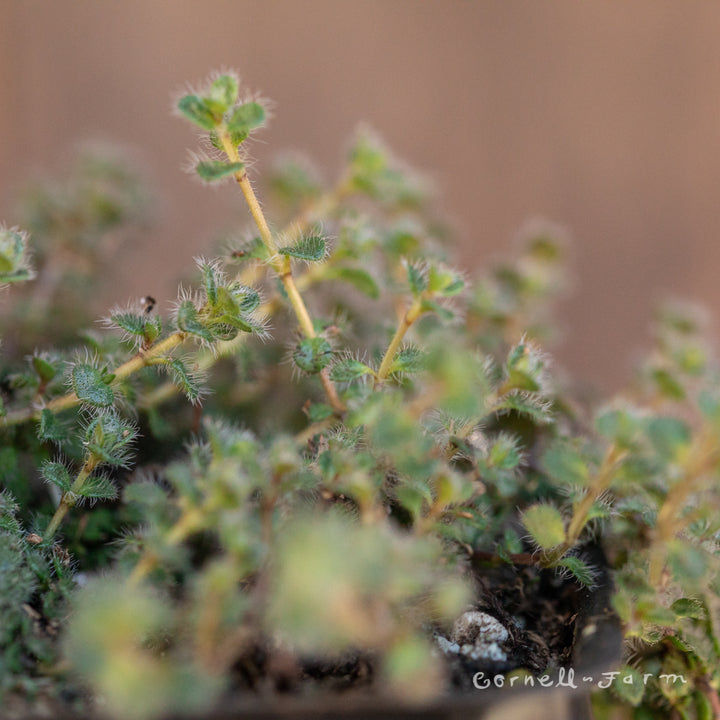Thymus pseudolanuginosus Woolly 4in Thyme – Cornell Farm