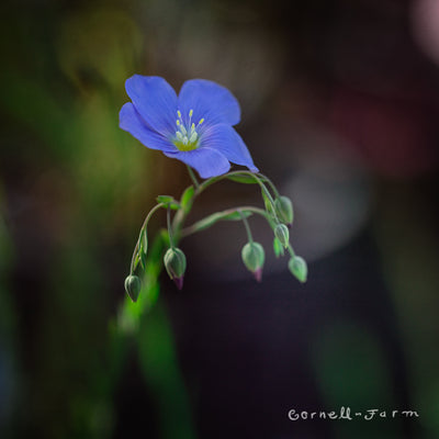 Linum lewisii 1gal