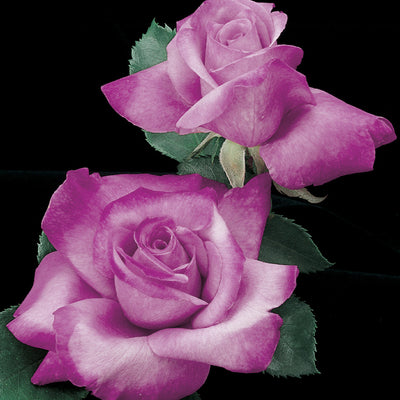 Rose Fragrant Plum 5 gal