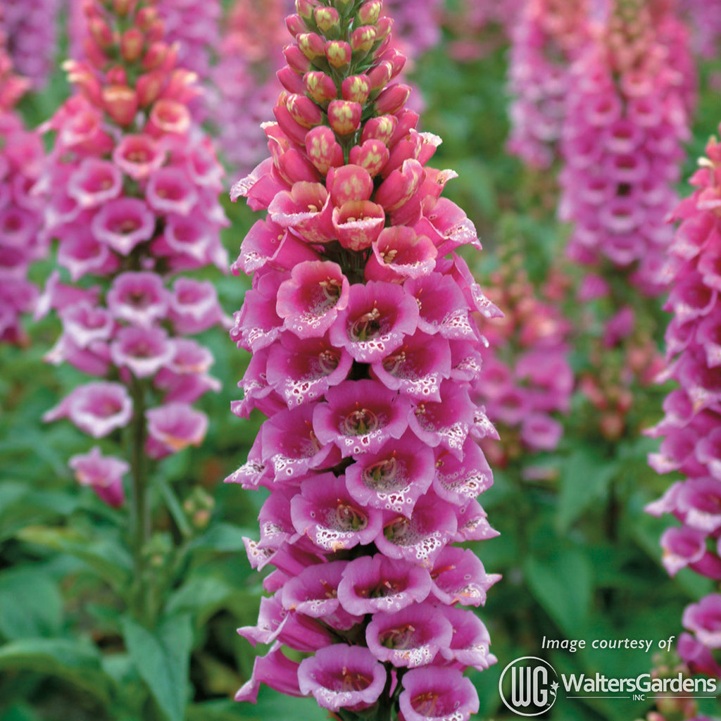 ステンドグラス　pink fox Digitalis p. Candy Mountain 1gal. CF – Cornell Farm