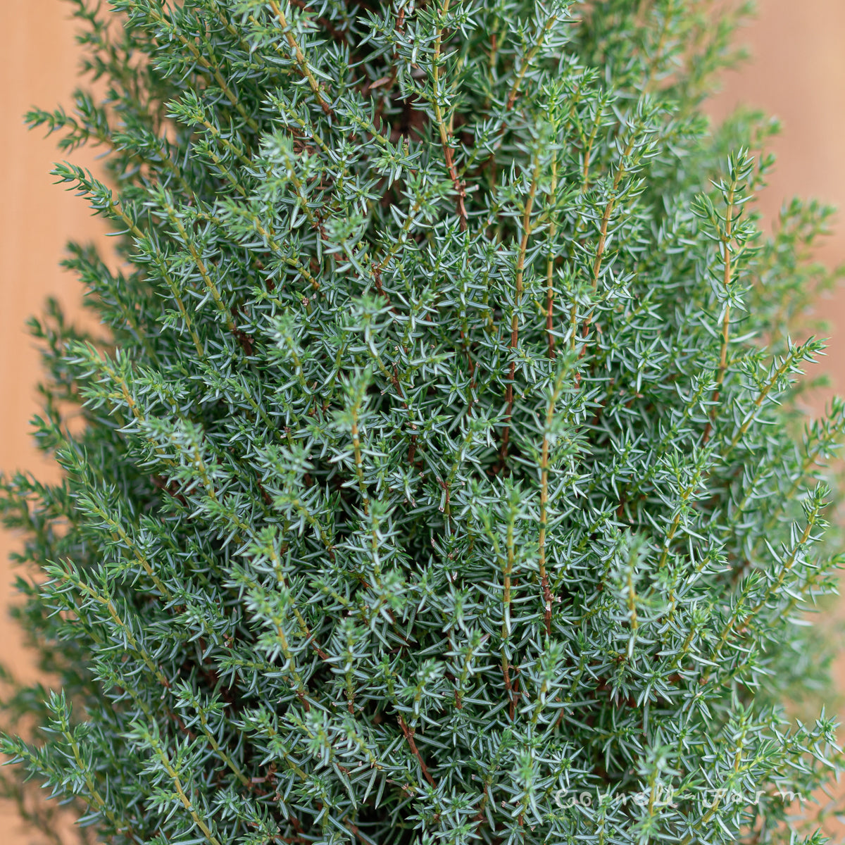 Juniperus c. Miniature 1gal