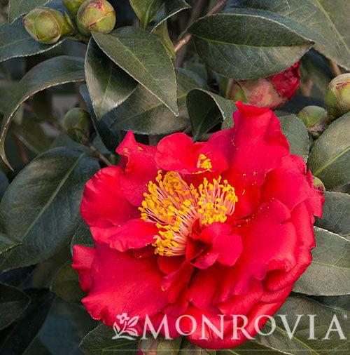 Camellia j. Bob Hope 5gal