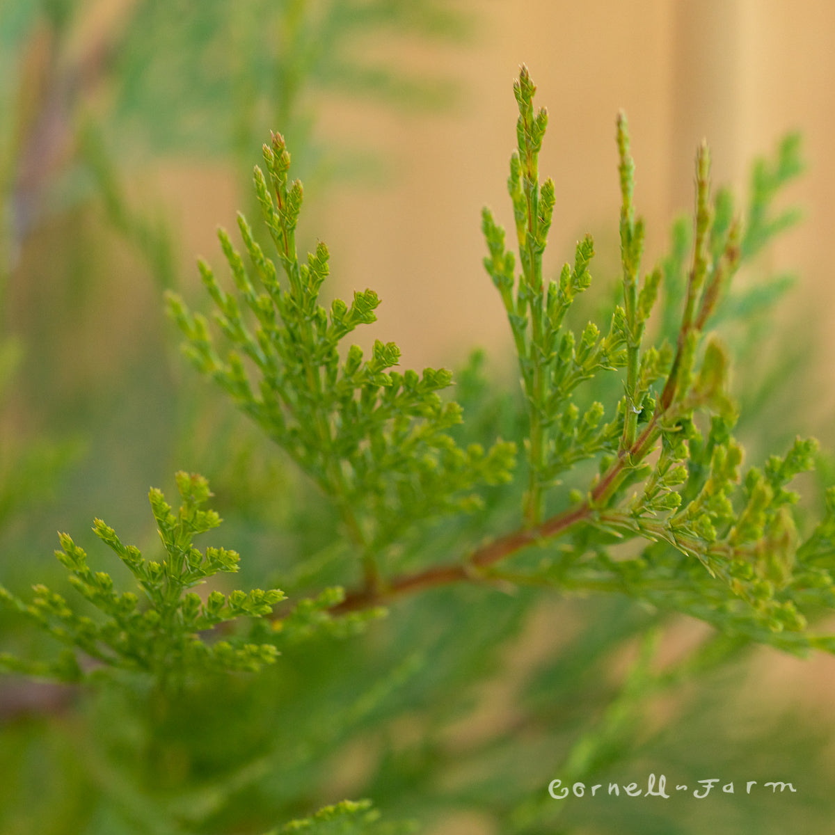 Calocedrus decurrens 1gal Incense Cedar